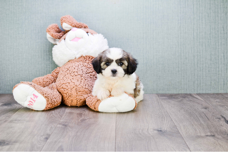 Teddy Bear Pup Being Cute