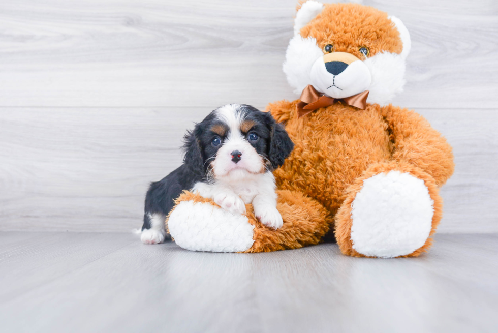 Cavalier King Charles Spaniel Puppy for Adoption