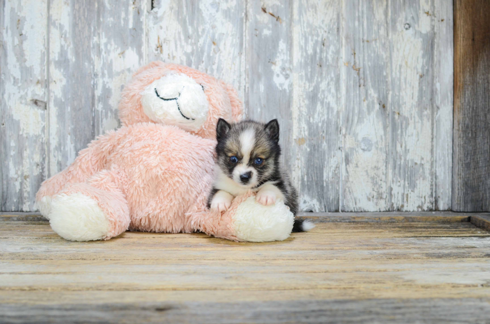 Pomsky Pup Being Cute