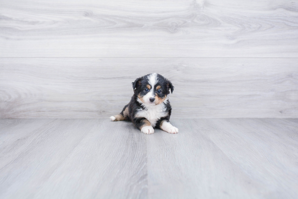 Mini Aussiedoodle Pup Being Cute