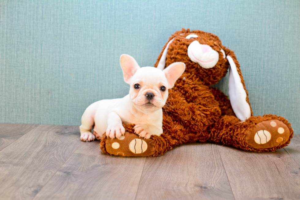 Hypoallergenic French Bulldog Purebred Pup