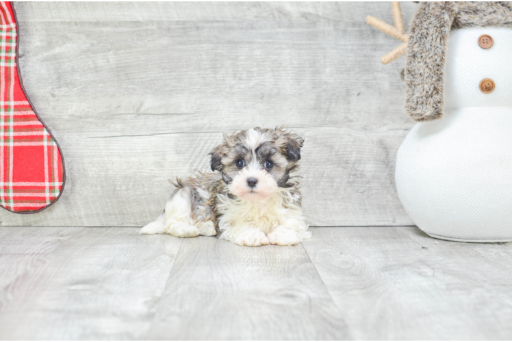 Little Havanese Baby