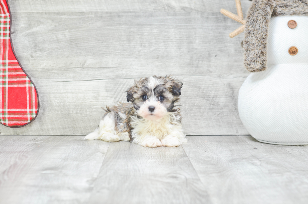 Little Havanese Baby