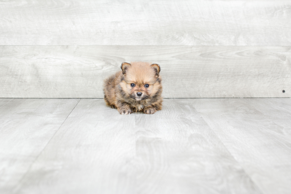 Pomeranian Puppy for Adoption