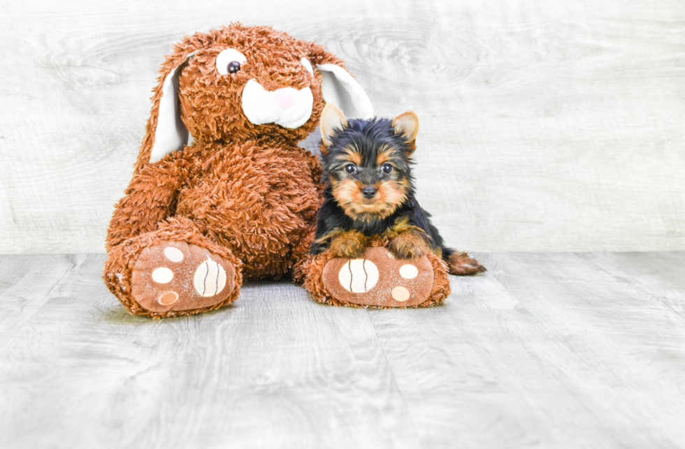 Meet Rebecca - our Yorkshire Terrier Puppy Photo 