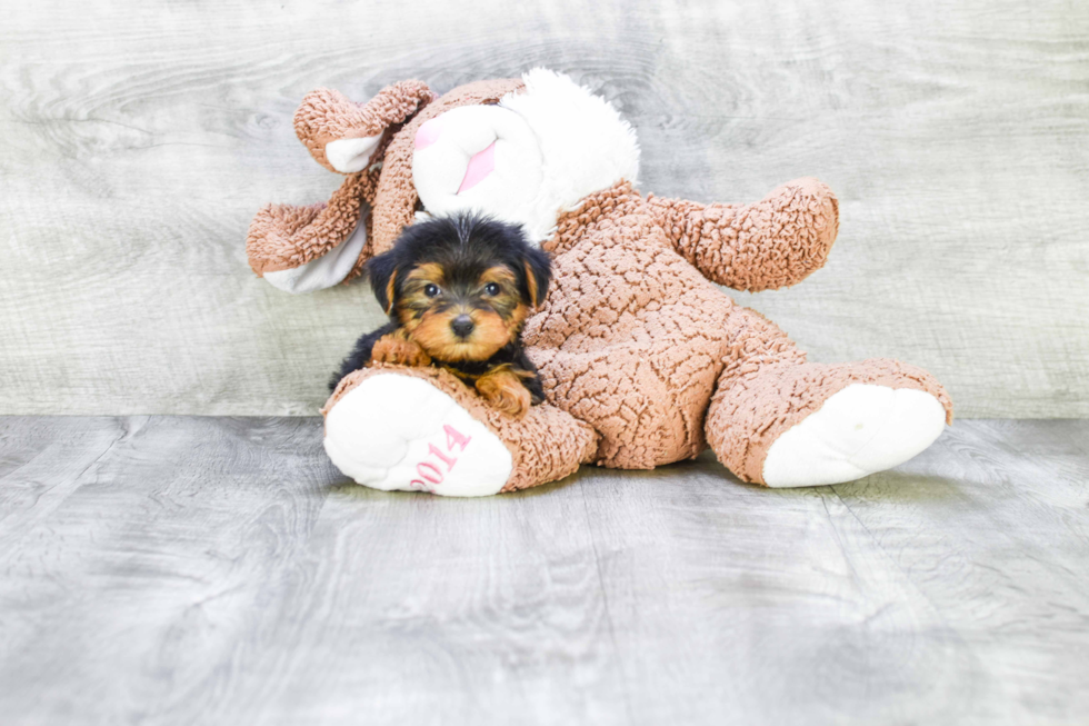 Meet Bella - our Yorkshire Terrier Puppy Photo 