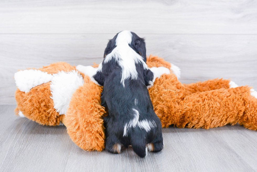 Cavalier King Charles Spaniel Puppy for Adoption