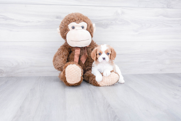 Cavalier King Charles Spaniel Puppy for Adoption