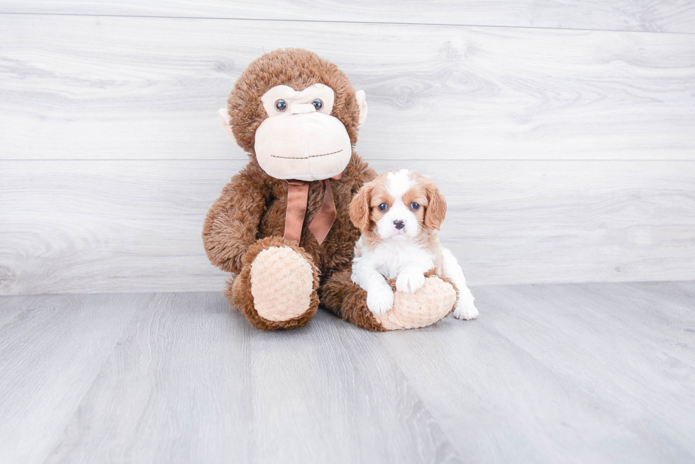 Cavalier King Charles Spaniel Puppy for Adoption