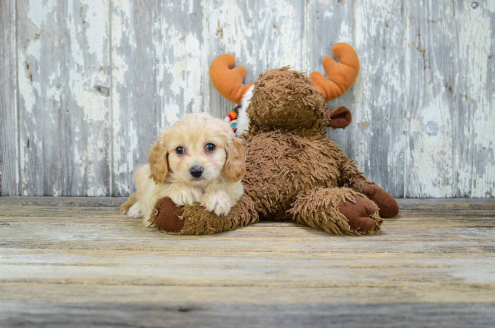 Cavachon Puppy for Adoption