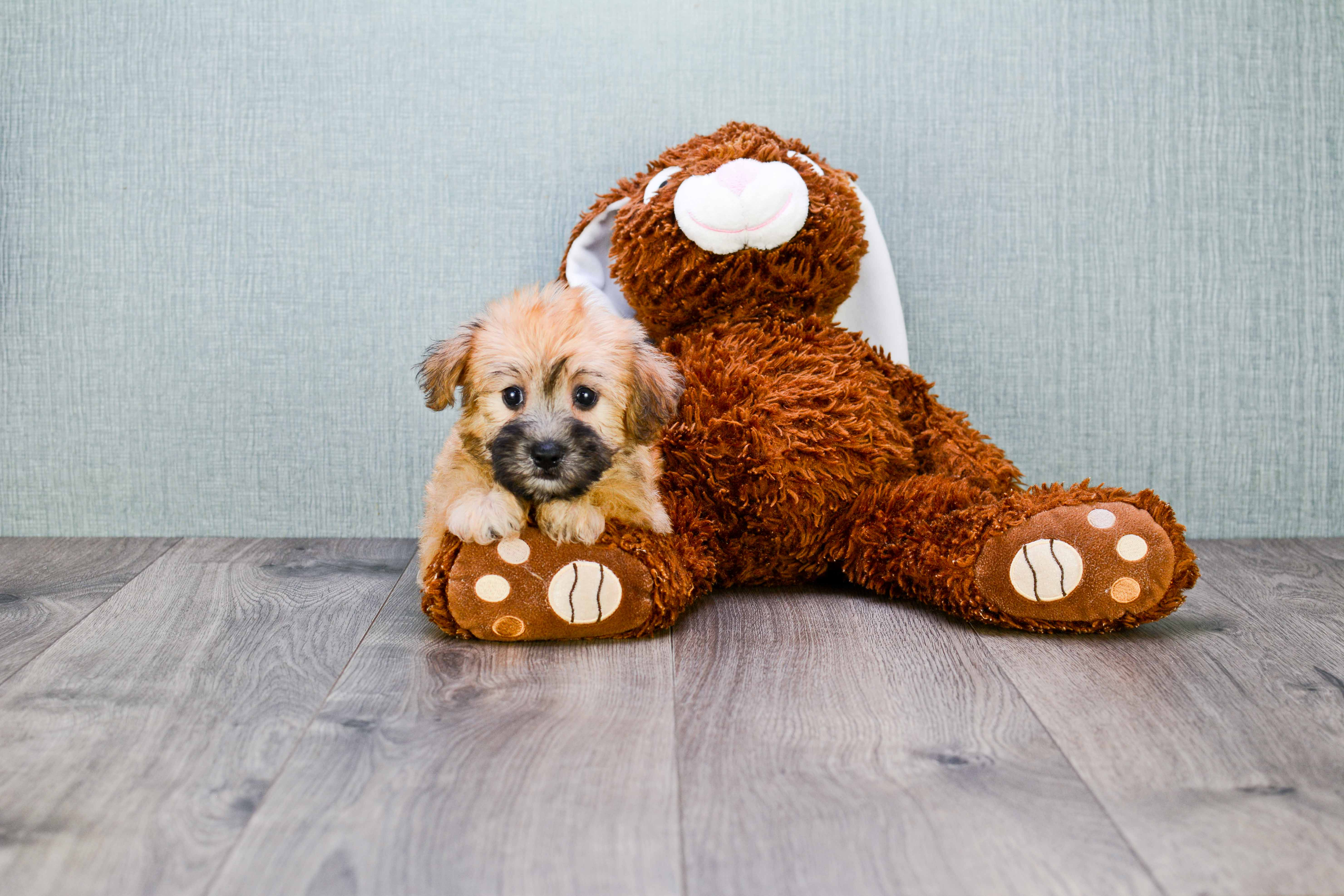 Energetic Yorkie Designer Puppy