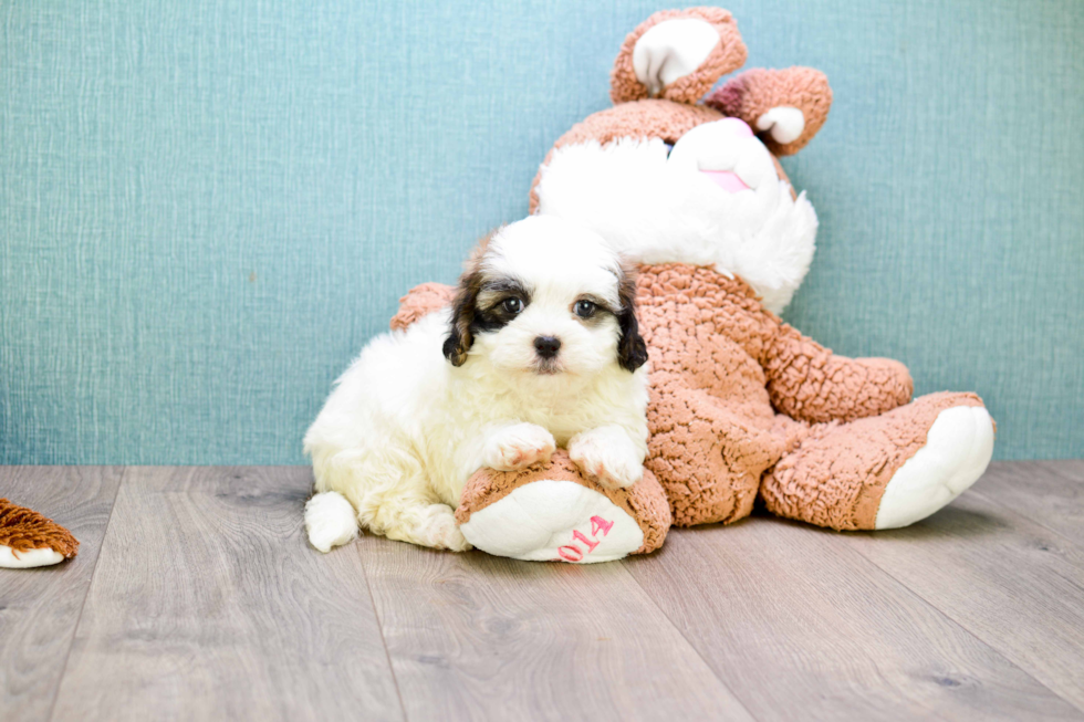 Teddy Bear Puppy for Adoption