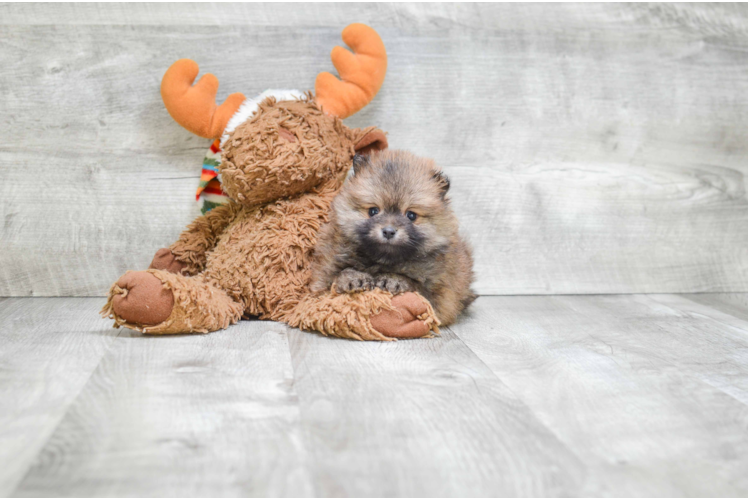 Fluffy Pomeranian Purebred Puppy