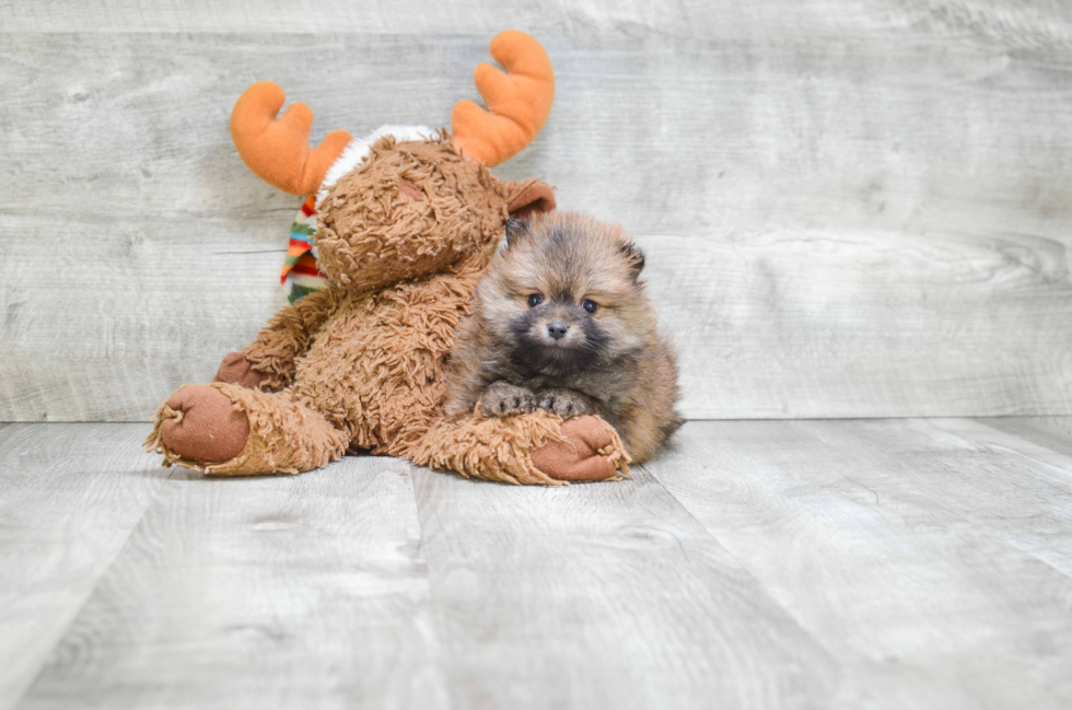 Fluffy Pomeranian Purebred Puppy