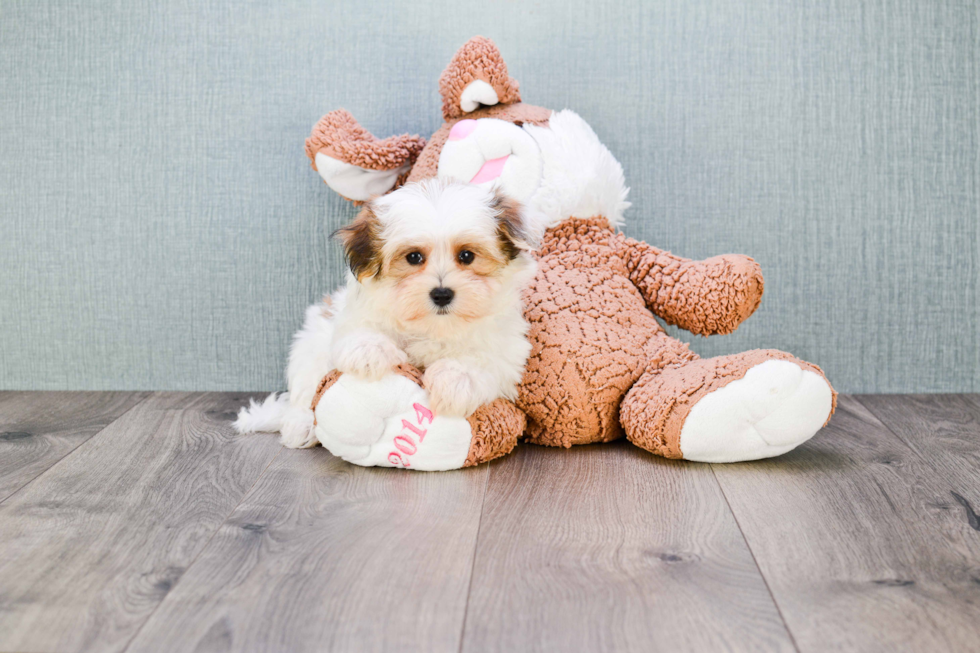 Hypoallergenic Yorkie Designer Puppy