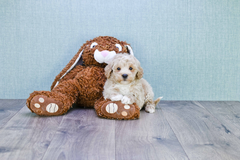 Mini Goldendoodle Pup Being Cute