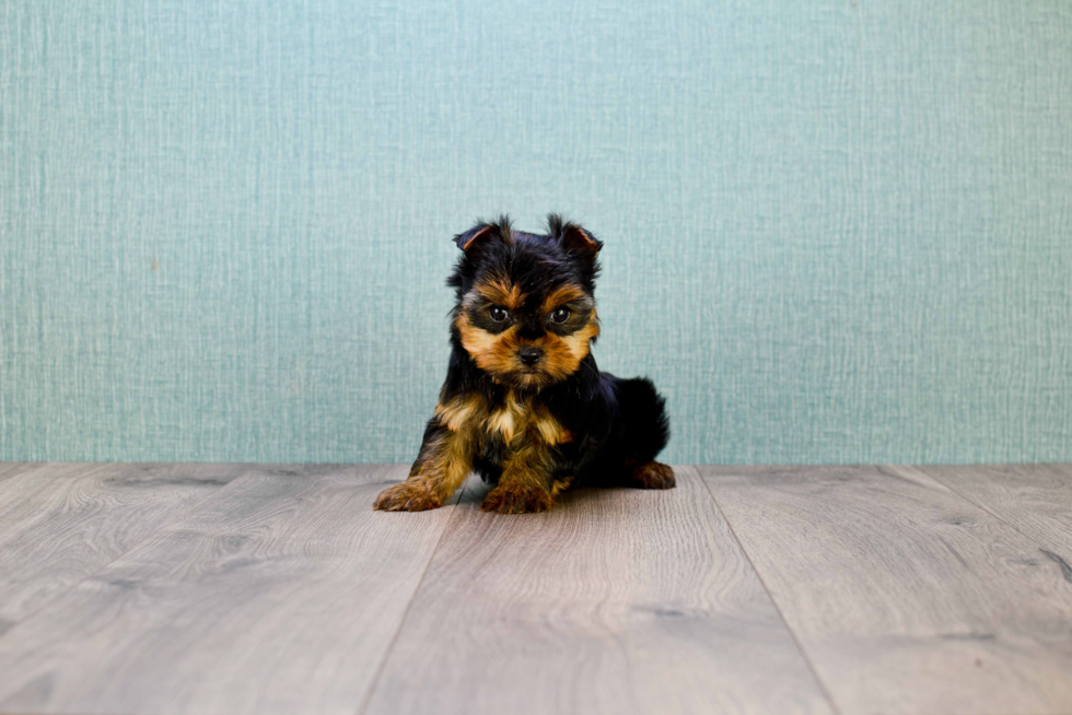 Meet Victoria - our Yorkshire Terrier Puppy Photo 