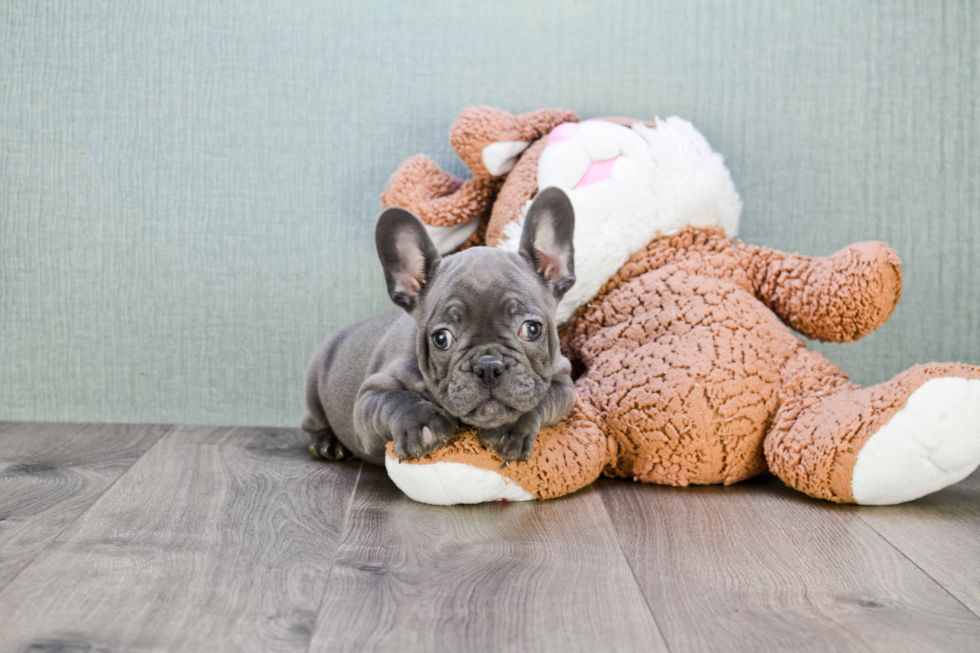 Best French Bulldog Baby