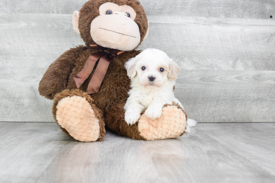 Friendly Maltipoo Baby