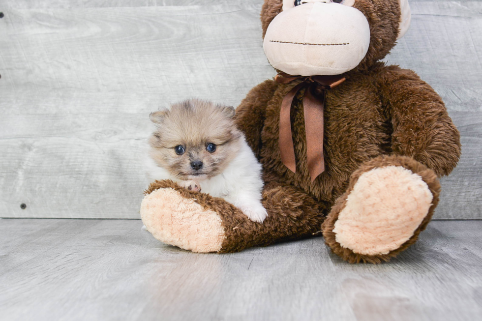 Small Pomeranian Purebred Pup