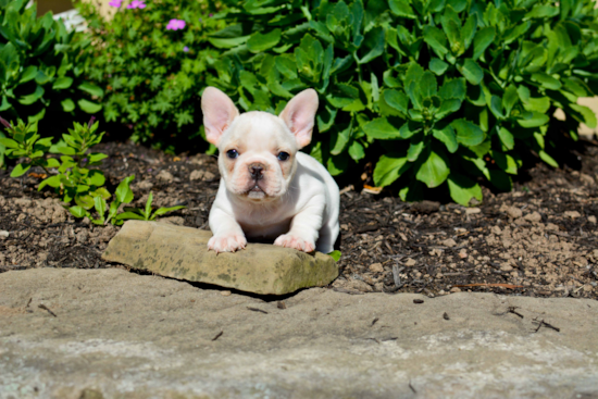 Best French Bulldog Baby