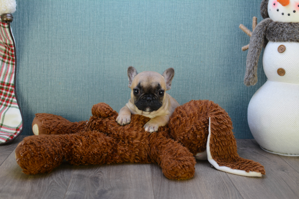 Playful French Bulldog Baby