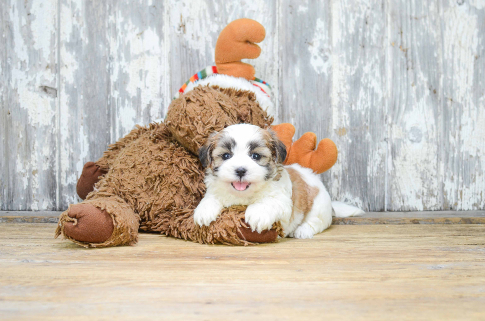 Teddy Bear Pup Being Cute