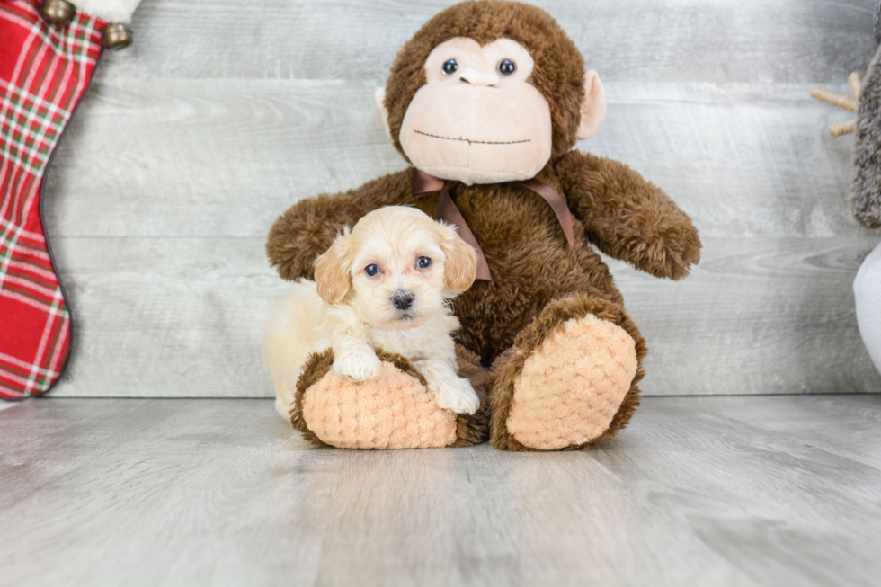 Maltipoo Pup Being Cute