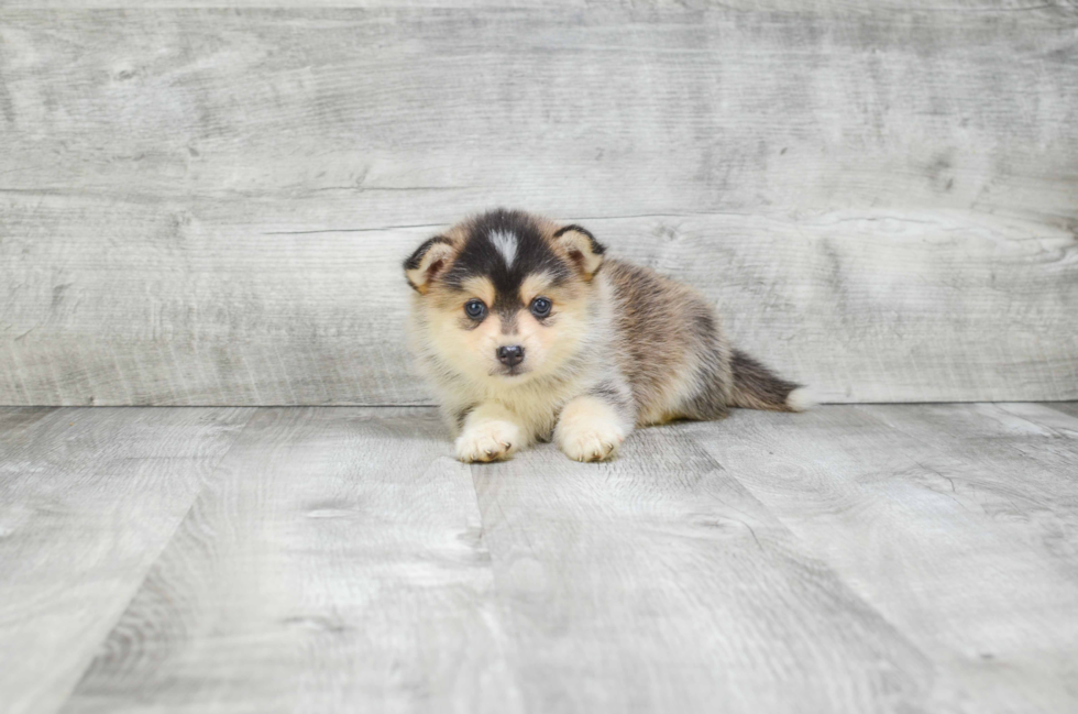 Best Pomsky Baby