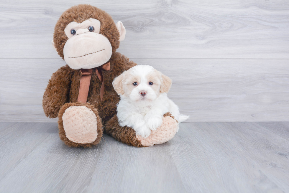 Best Havanese Baby