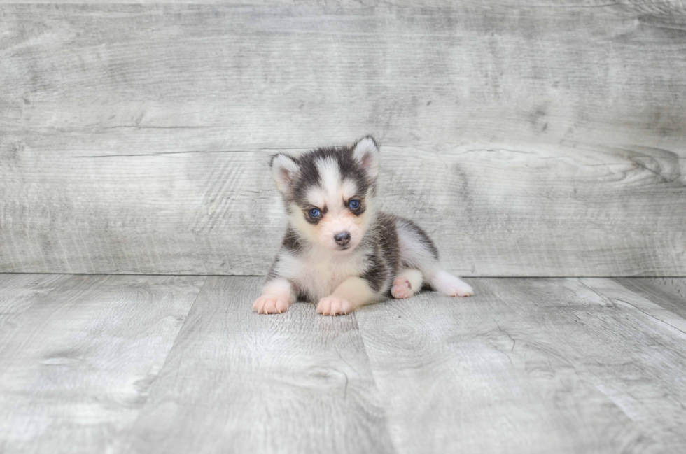 Sweet Pomsky Baby