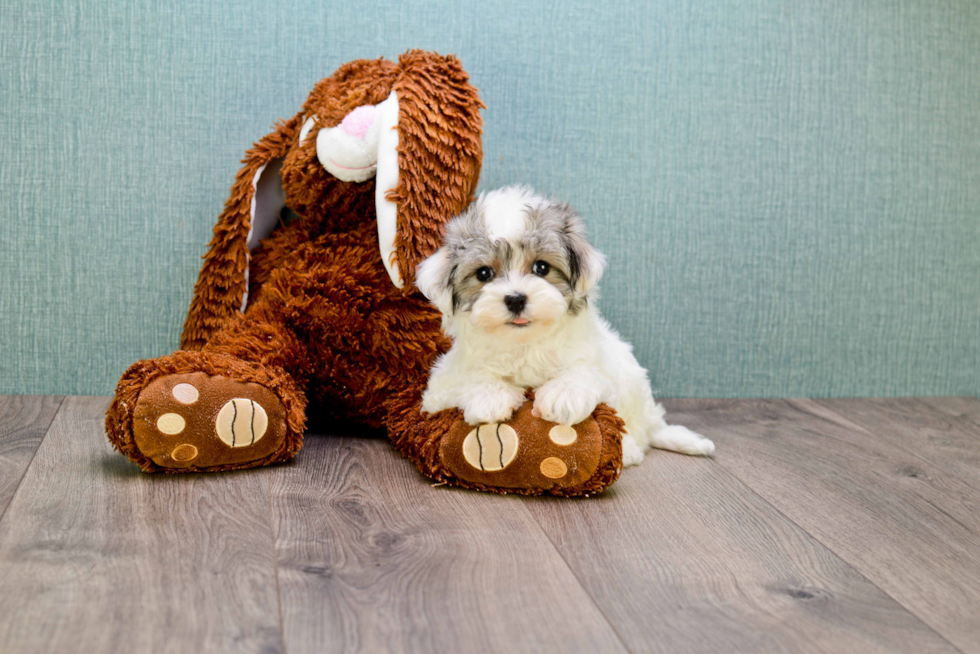 Best Havanese Baby