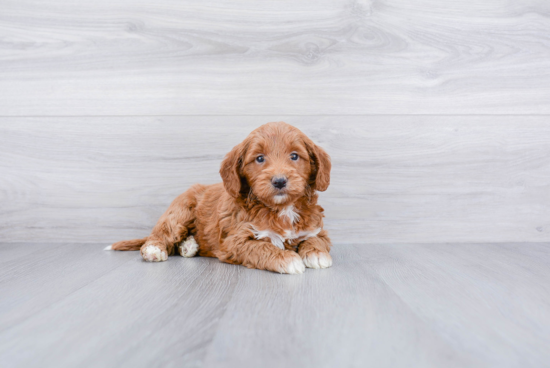 Mini Goldendoodle Pup Being Cute