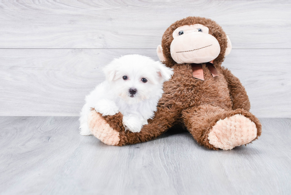 Little Maltese Purebred Pup