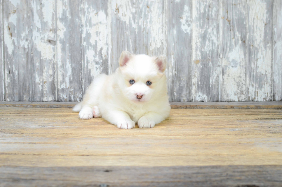 Small Pomsky Baby