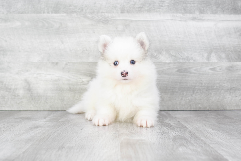 Energetic Mini Husky Designer Puppy