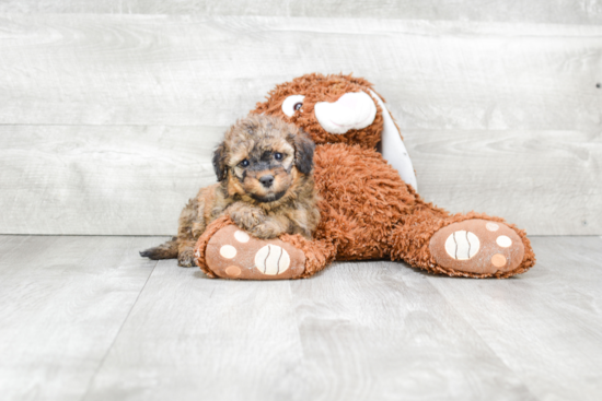 Mini Bernedoodle Puppy for Adoption