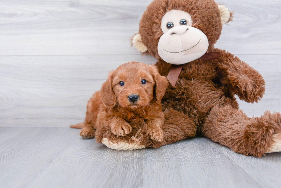 Mini Goldendoodle Puppy for Adoption