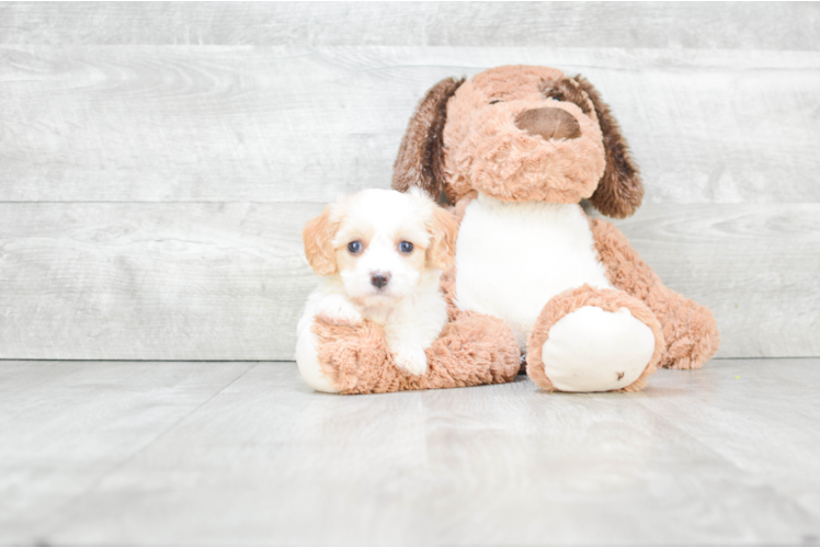 Friendly Cavachon Baby