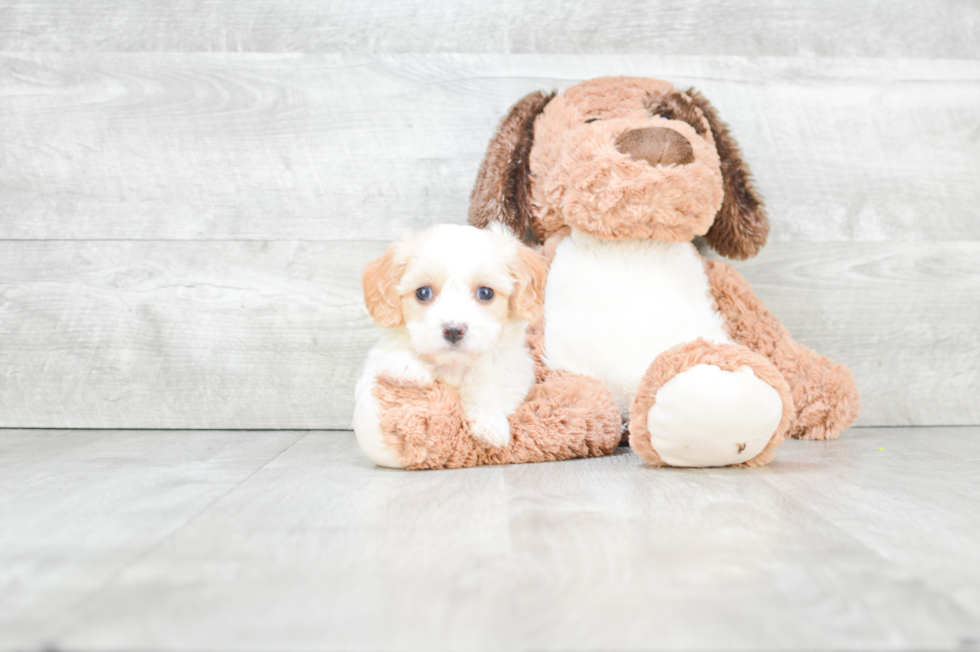 Friendly Cavachon Baby