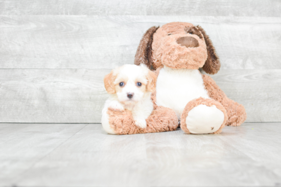 Friendly Cavachon Baby