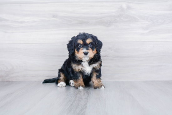 Funny Mini Bernedoodle Poodle Mix Pup