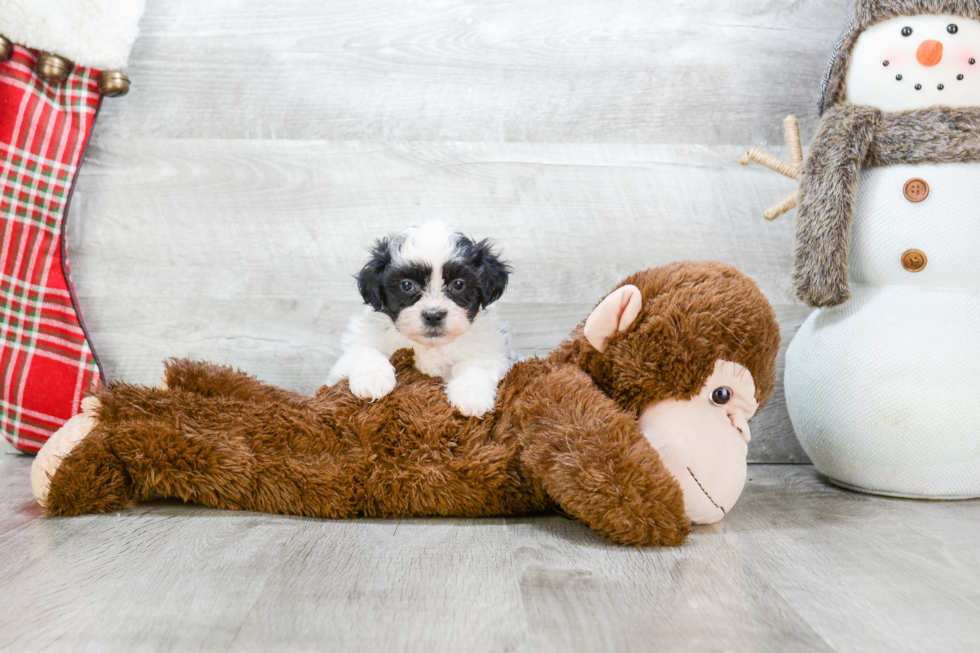 Adorable Shitzu Designer Puppy