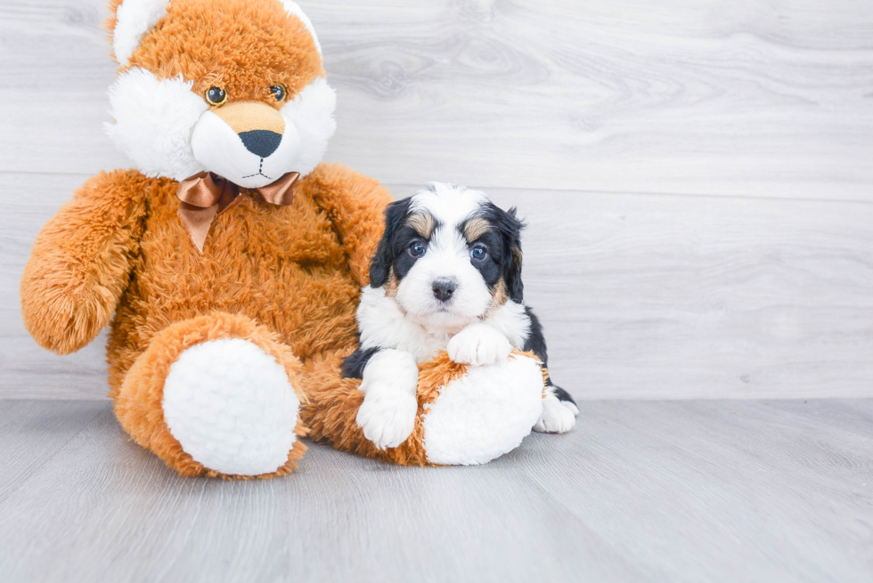 Best Mini Bernedoodle Baby