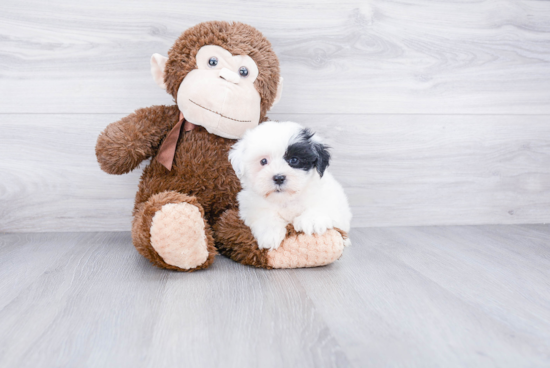 Teddy Bear Pup Being Cute