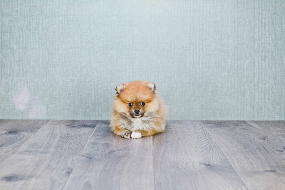 Cute Pomeranian Purebred Puppy