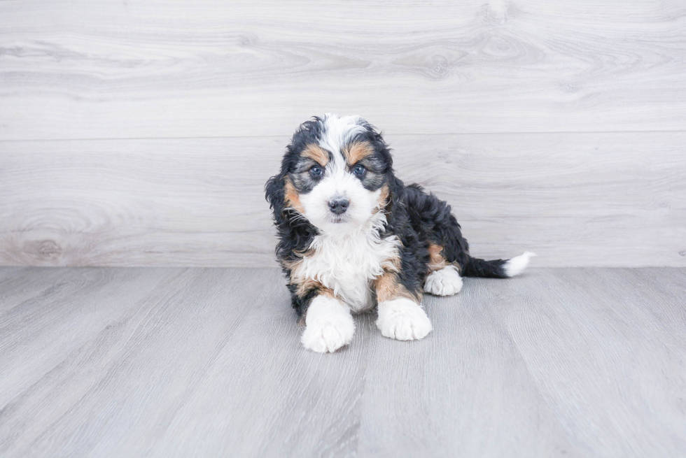 Small Mini Bernedoodle Baby