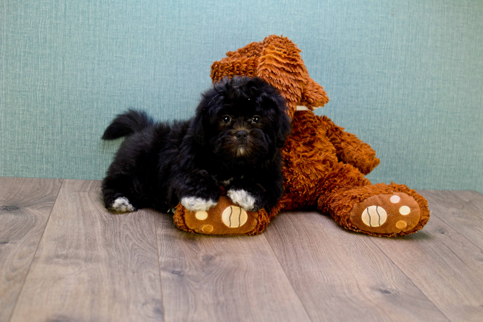 Teddy Bear Pup Being Cute