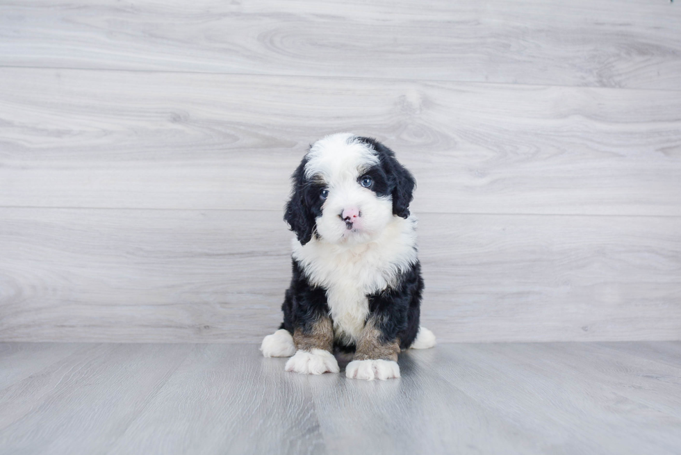 Friendly Mini Bernedoodle Baby