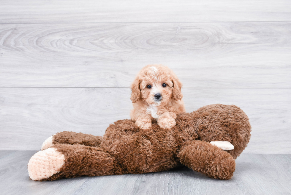 Smart Cavapoo Poodle Mix Pup